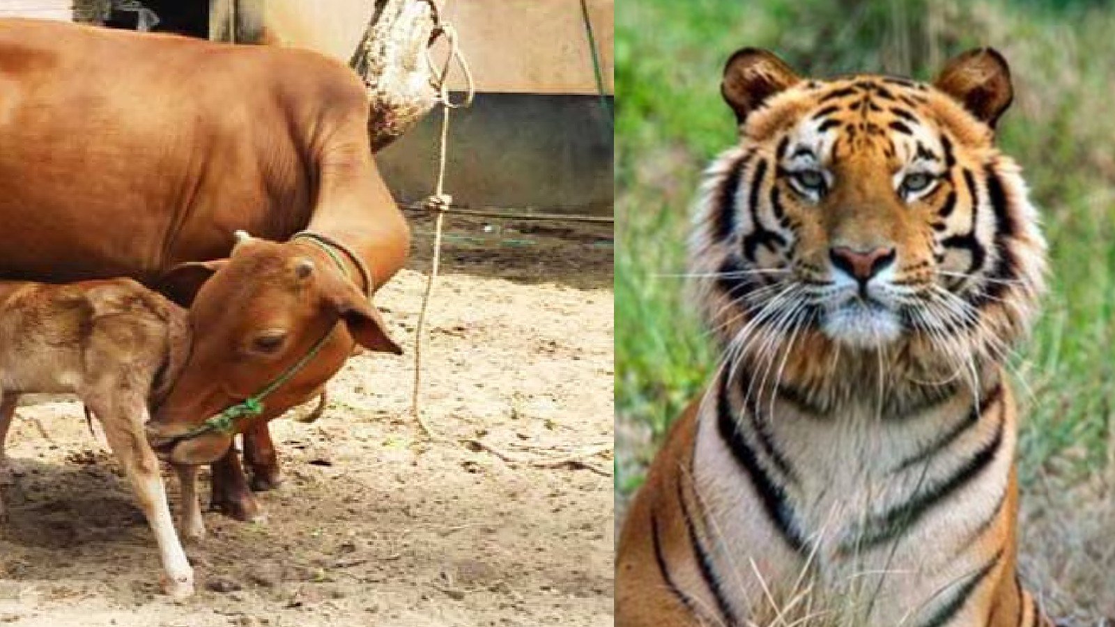 Cow As National Animal