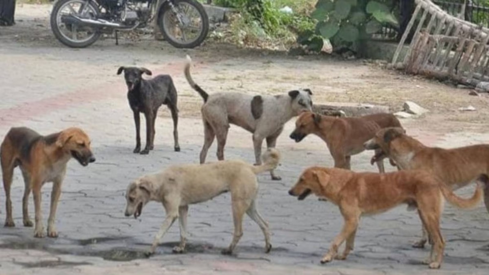 dog attack