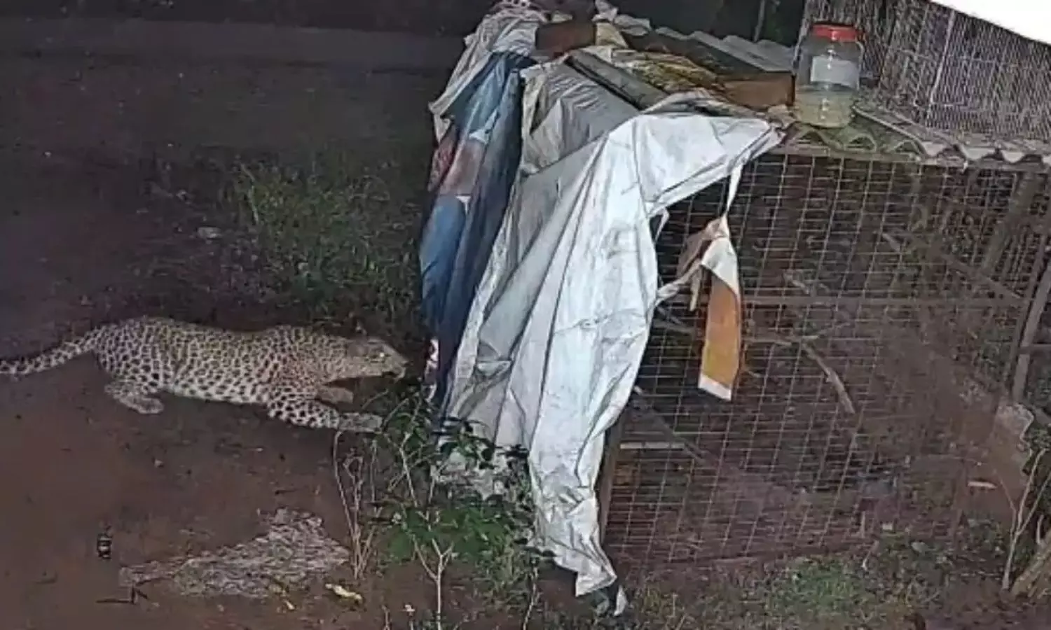 Leopard spotted near I and G Blocks at SV University in Tirupati