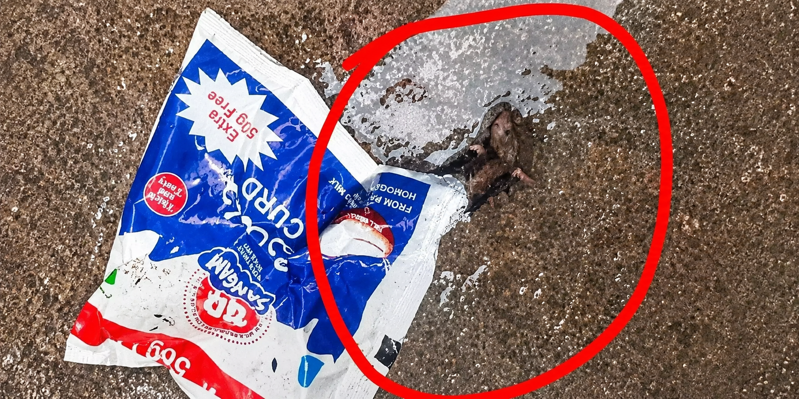Dead rat found inside branded curd packet.