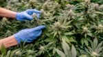 India Cannabis Law