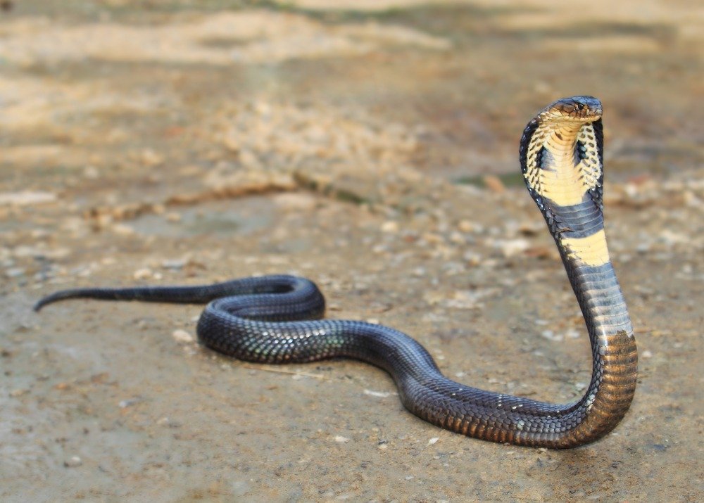 Vikarabad : Snake bite victim from Hyderabad at Chevella village.
