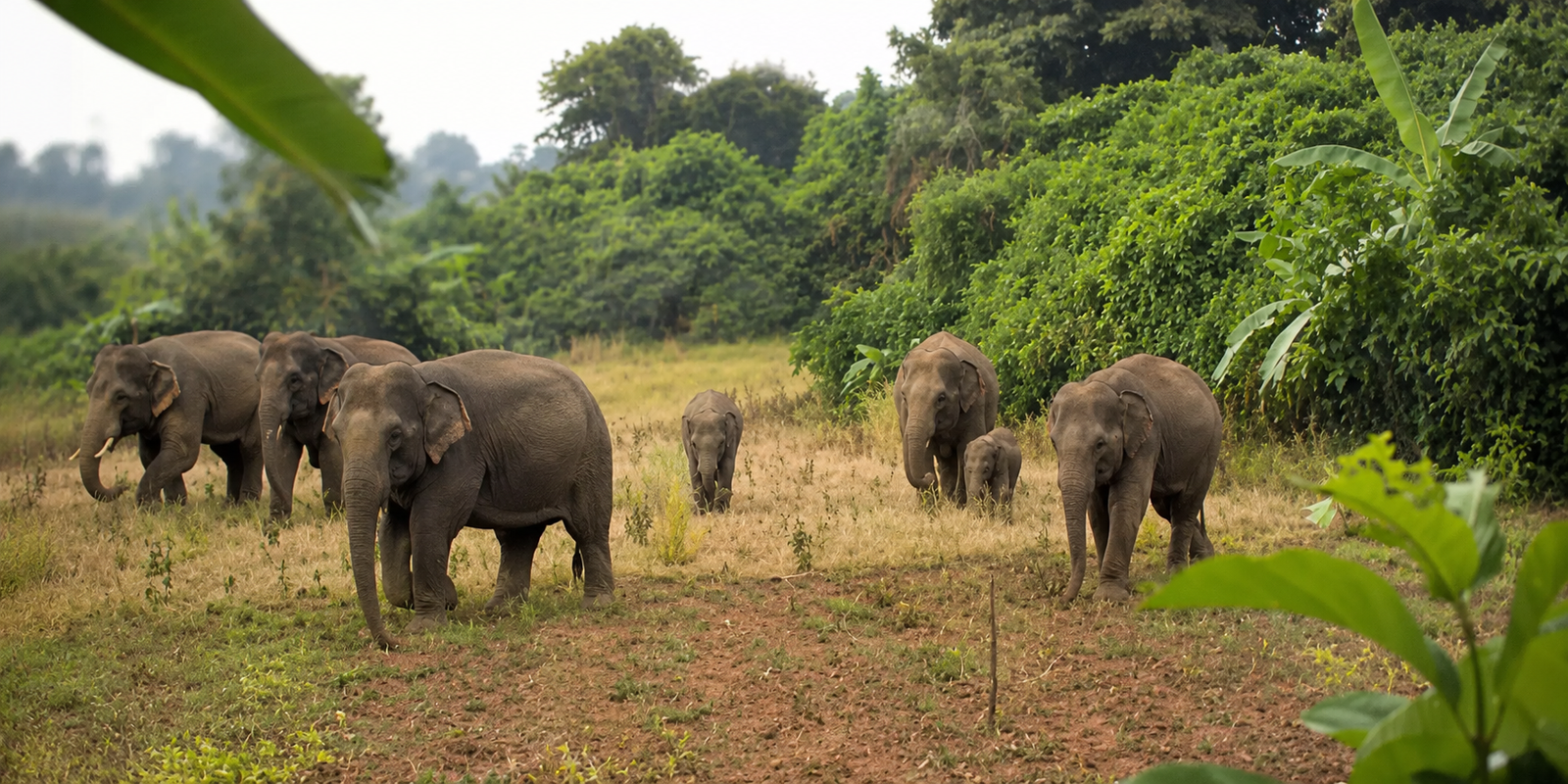 Elephant herd roaming near agricultural fields in Saluru of Manyam district