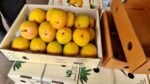 nepal mangoes india banned