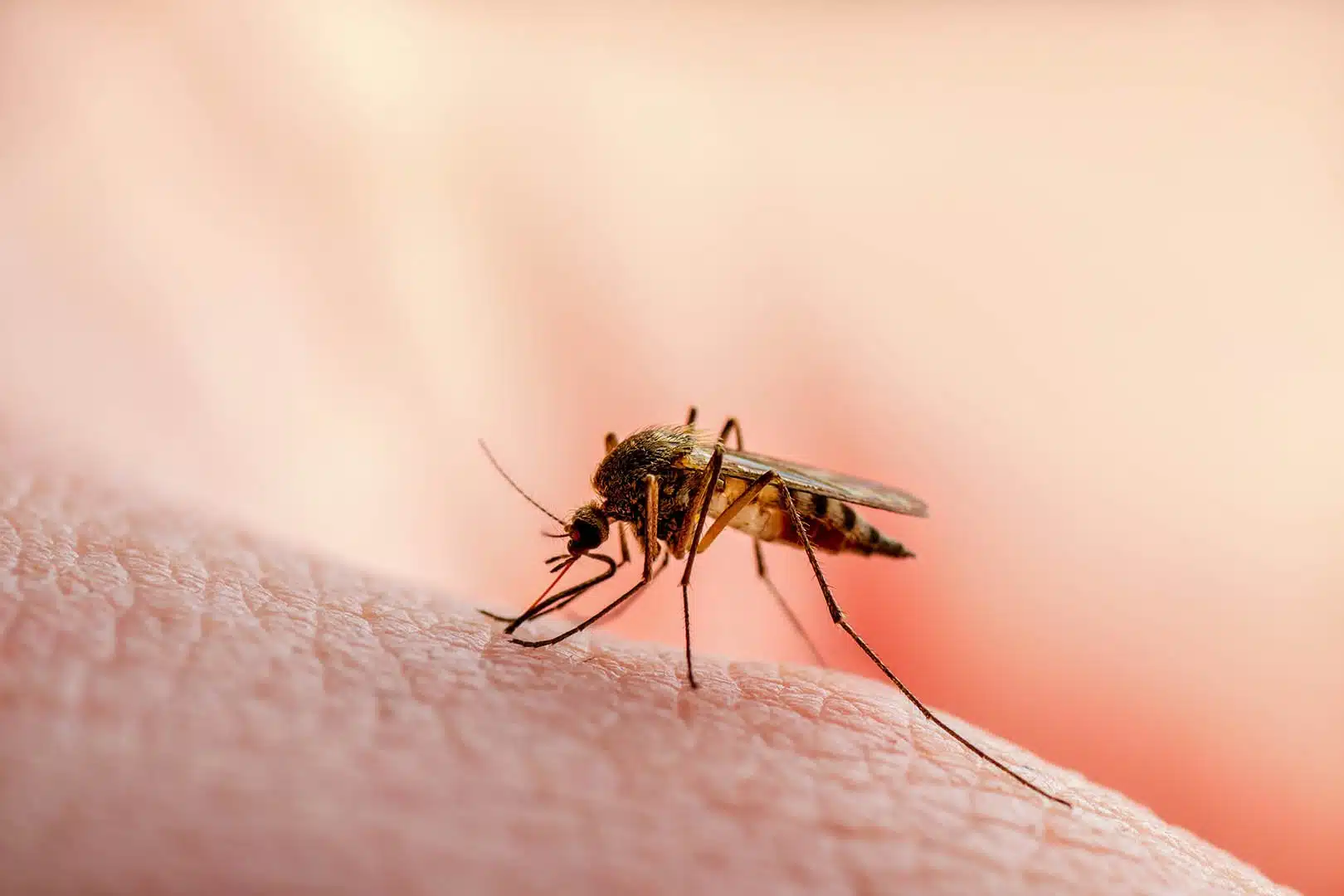 Aedes mosquito spreading dengue in Hyderabad during monsoon.