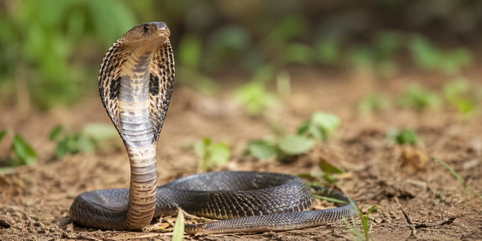 Snakes scare students at Medak Medical College hostel.