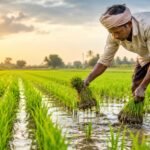 2024 ఖరీఫ్ పంటల బీమా బకాయిల విడుదలకు గ్రీన్ సిగ్నల్.. రైతులకు త్వరలోనే నగదు