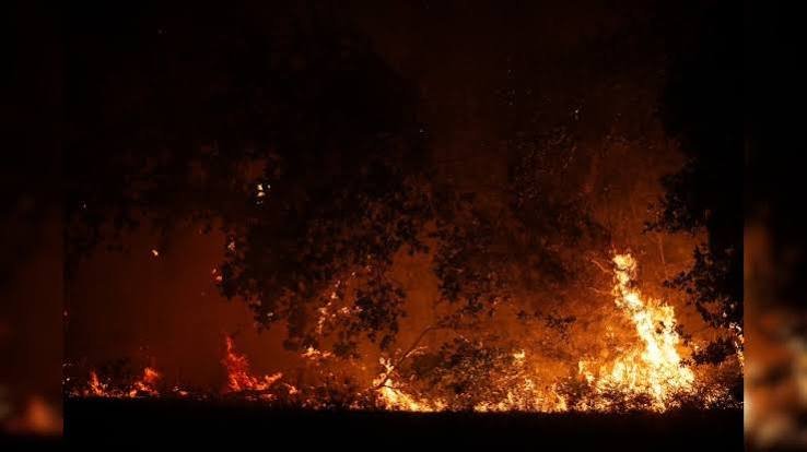 Europe Wildfires