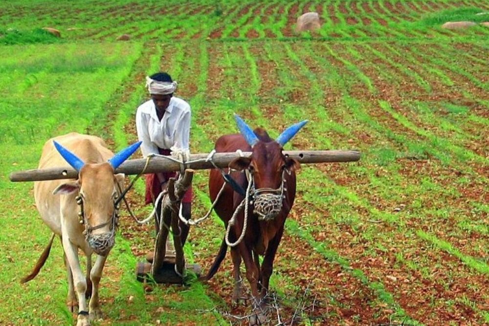 Farmers inspect failed soybean crop in Adilabad fields.