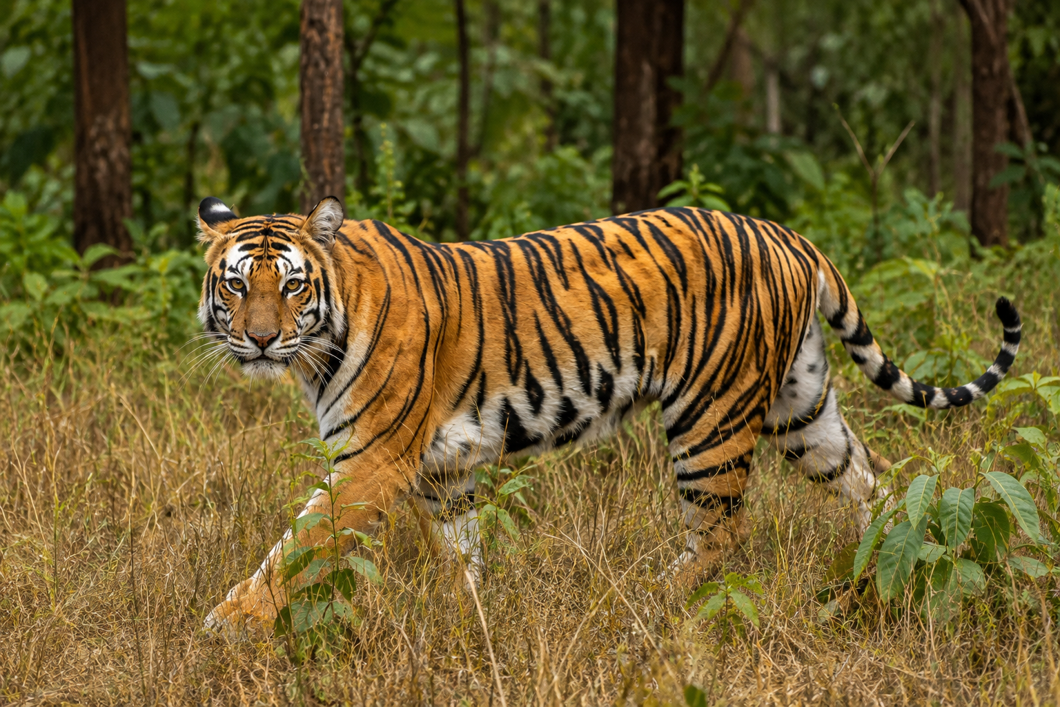 Forest officials investigating tiger death in Nallamalla forest.