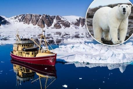 Svalbard polar bear