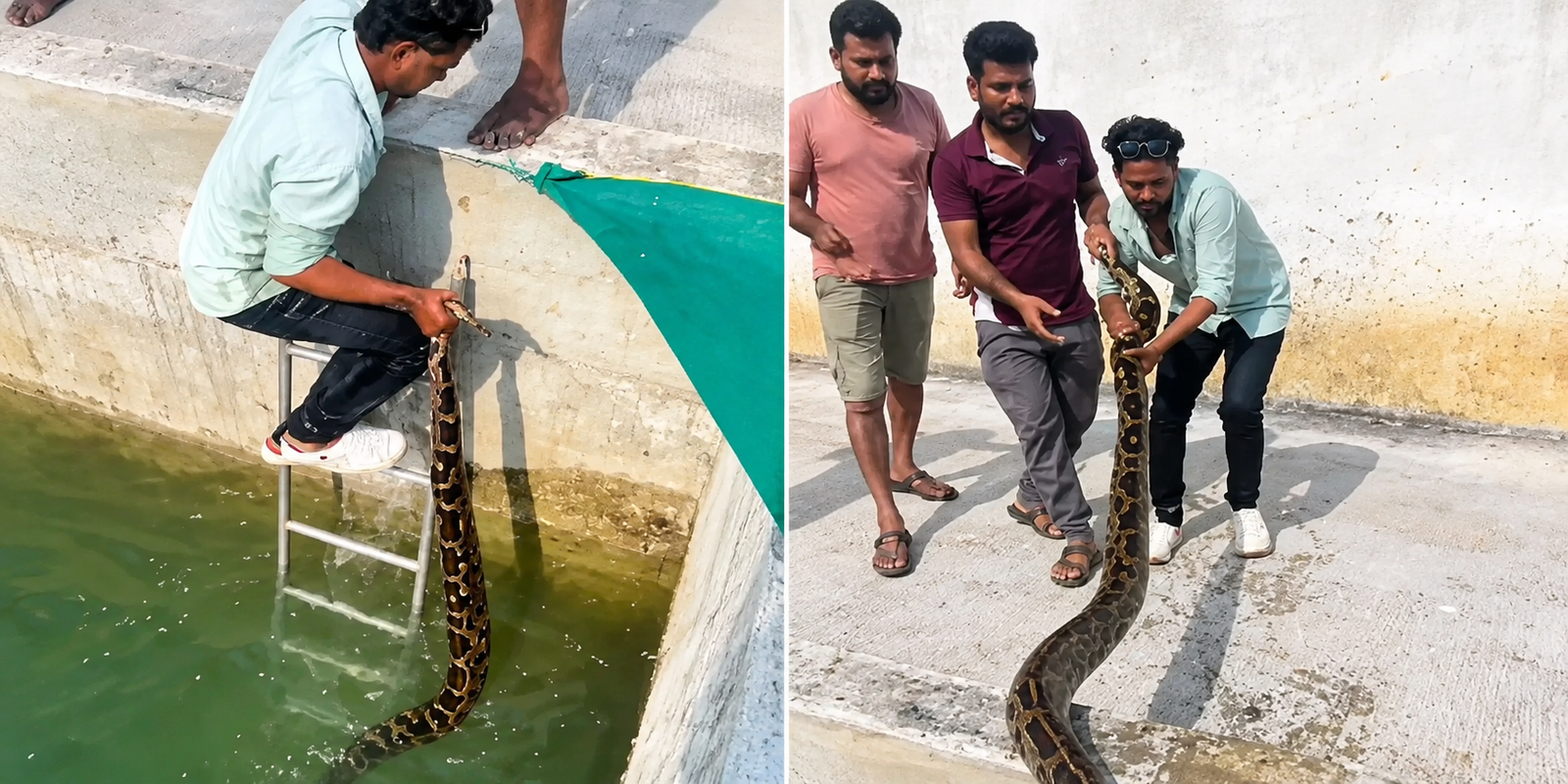 Young man rescuing a giant python trapped inside a deep well.