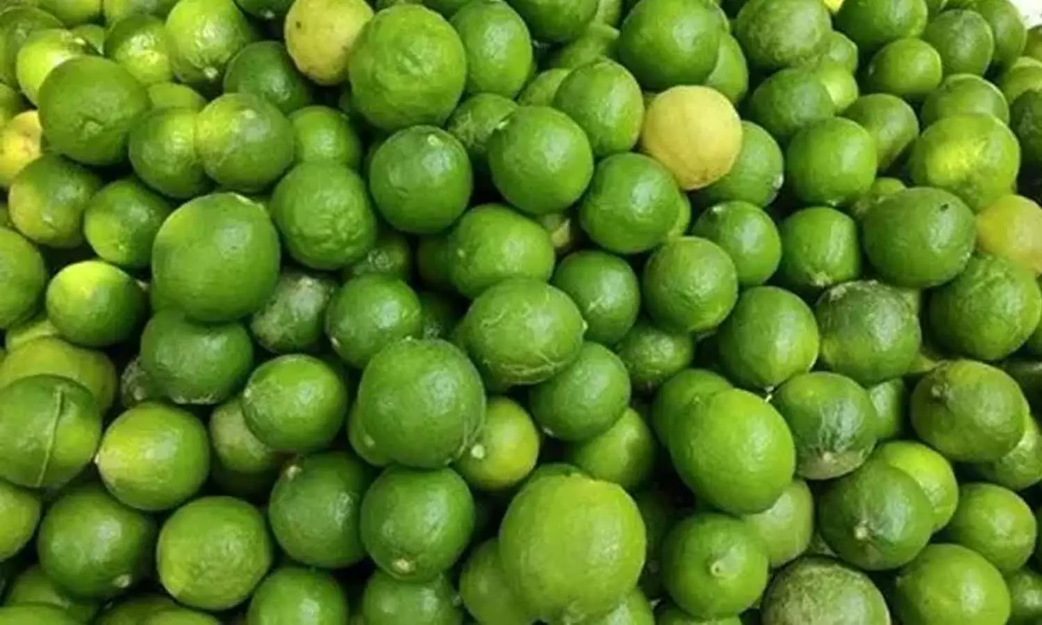 Lemon bags at Podalakur market in Nellore district.