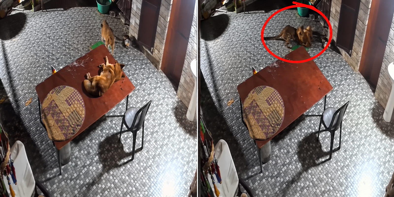 Leopard attacks pet dog outside a house in Rudraprayag.