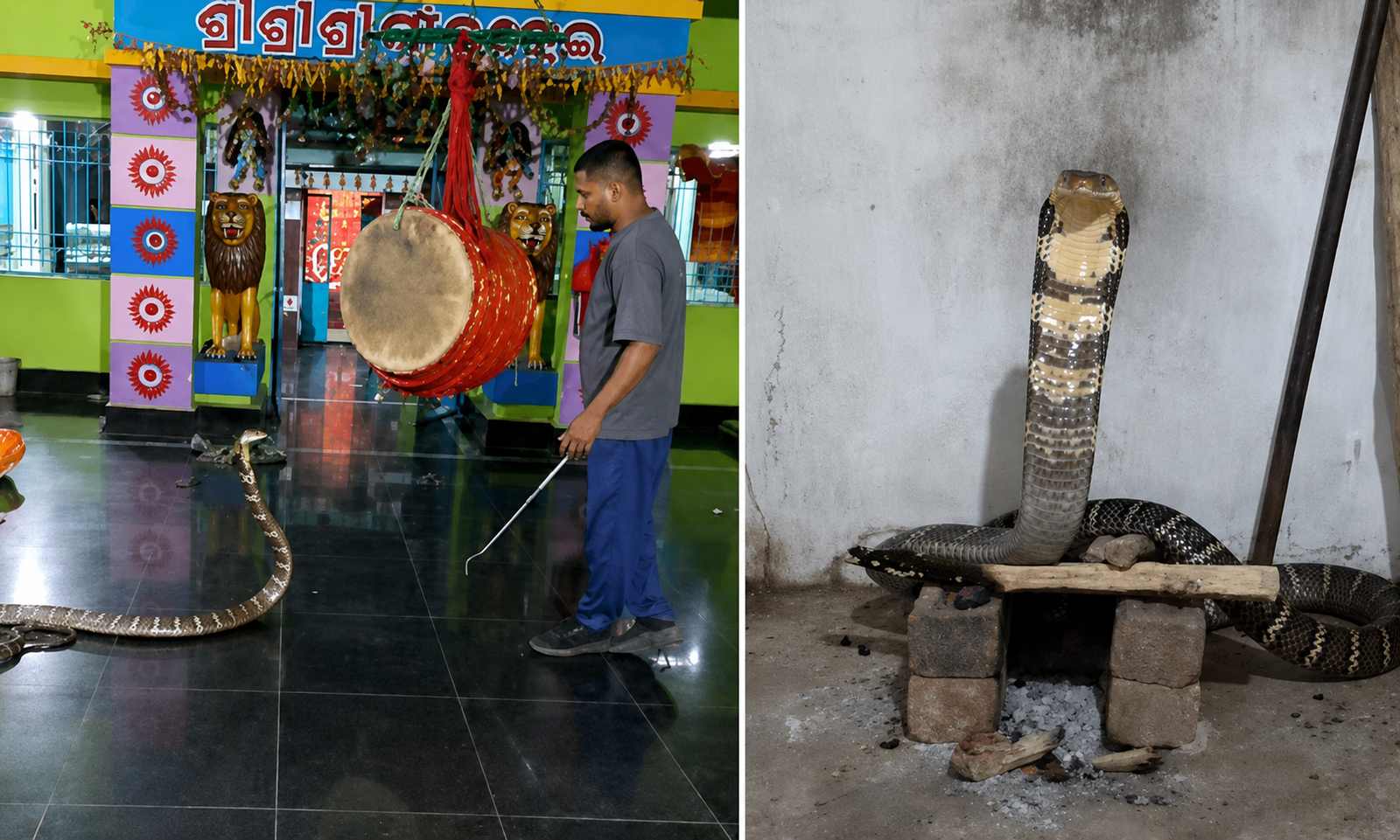 12-foot king cobra found inside Ratnai Temple in Odisha.