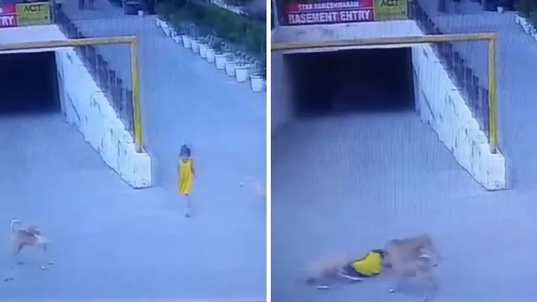 Stray dogs attack a six-year-old girl in Ghaziabad society.