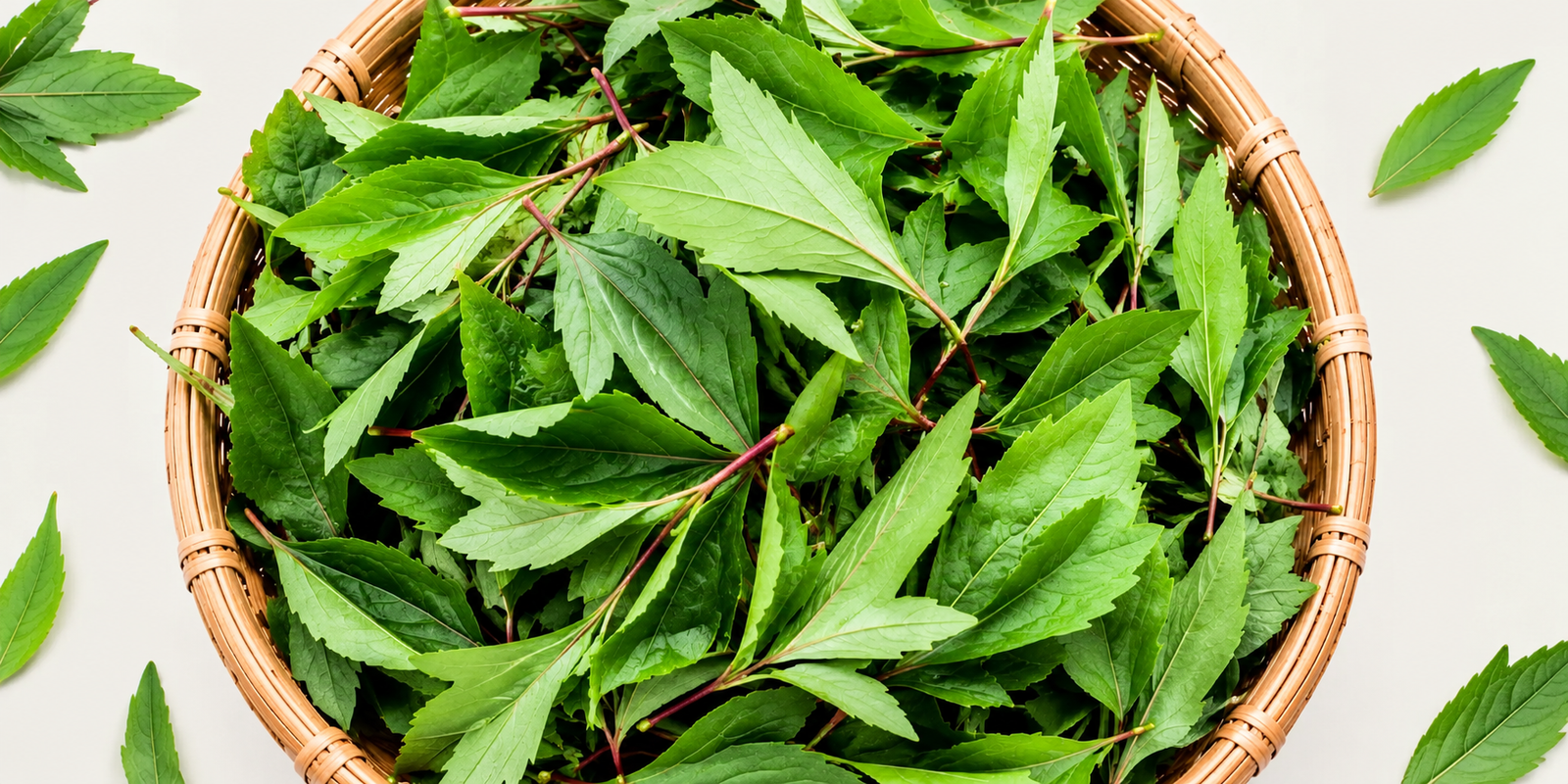 Fresh Gongura leaves highlighting their nutritional and health benefits.