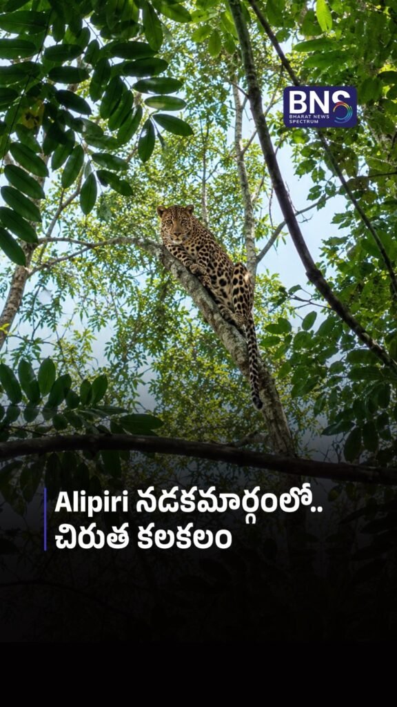 Alipiri నడకమార్గంలో చిరుత కలకలం | LEOPARD ALERT AT ALIPIRI!