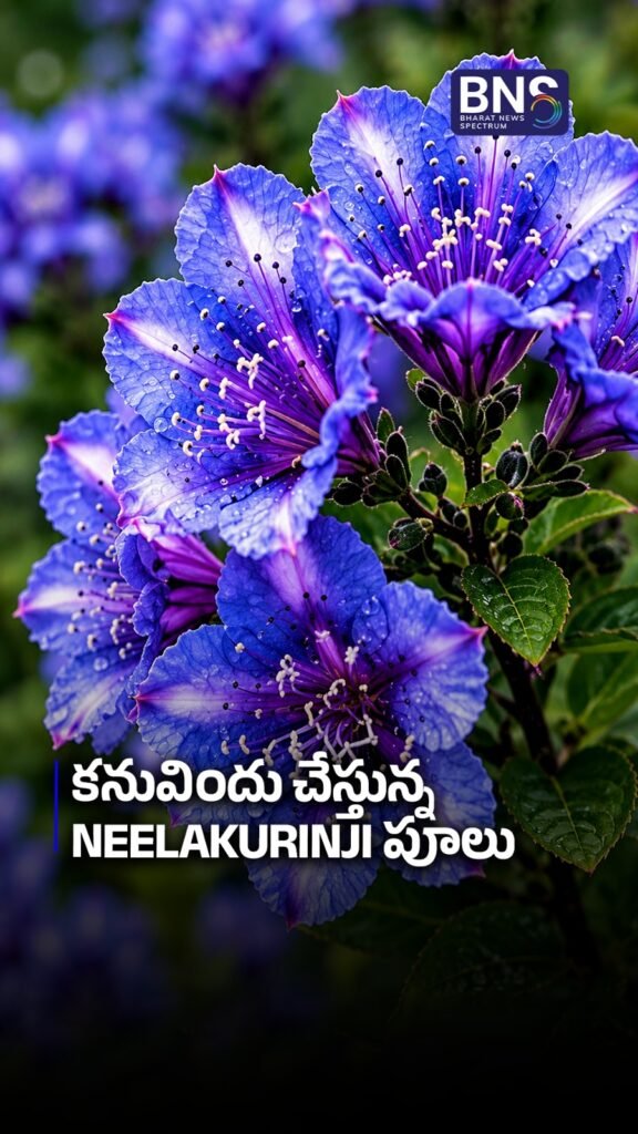 కనువిందు చేస్తున్న Neelakurinji పూలు