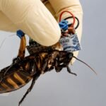 Cyborg Cockroaches: విపత్తుల్లో ప్రాణాలు కాపాడే బొద్దింకలు.. రెస్క్యూ ఆపరేషన్‌లో సరికొత్త టెక్నాలజీ