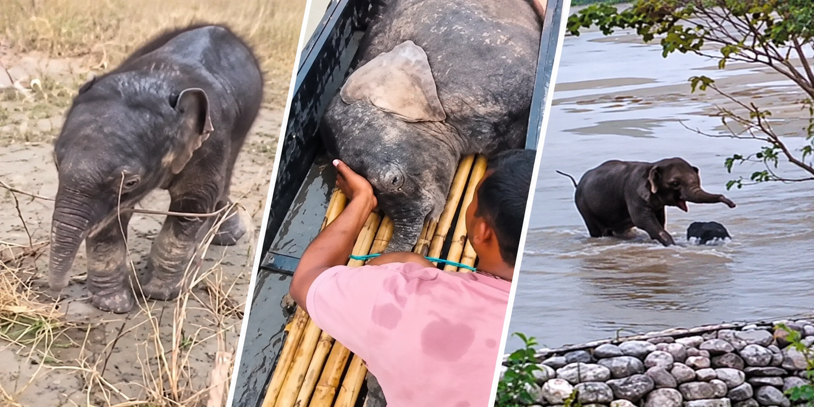 Fishermen rescue newborn elephant calf from Teesta River