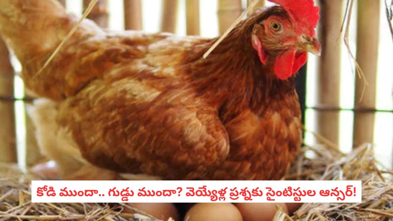 Chicken beside an egg illustrating the famous science puzzle.