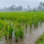 ఎల్ నినో ప్రభావంతో పెరుగుతున్న ఉష్ణోగ్రతలు వరి పంటపై తెగుళ్ల దాడి..