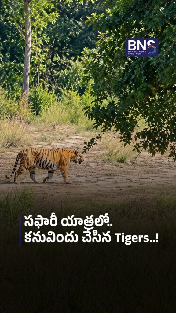 సఫారీ యాత్రలో.. కనువిందు చేసిన Tigers..! | Nallamala Forestలో పులుల సందడి