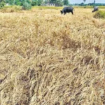 తెలంగాణ రైతులకు సెల్ఫ్ డిక్లరేషన్ నిబంధన.. వరి సాగుపై కొత్త ఆంక్షలు?