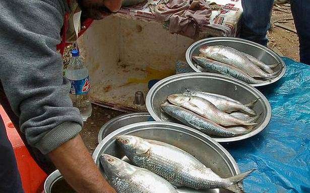 Pulasa Fish Price: యానాం రేవులో రూ.22,000కు వేలం వెళ్లిన పులస చేప