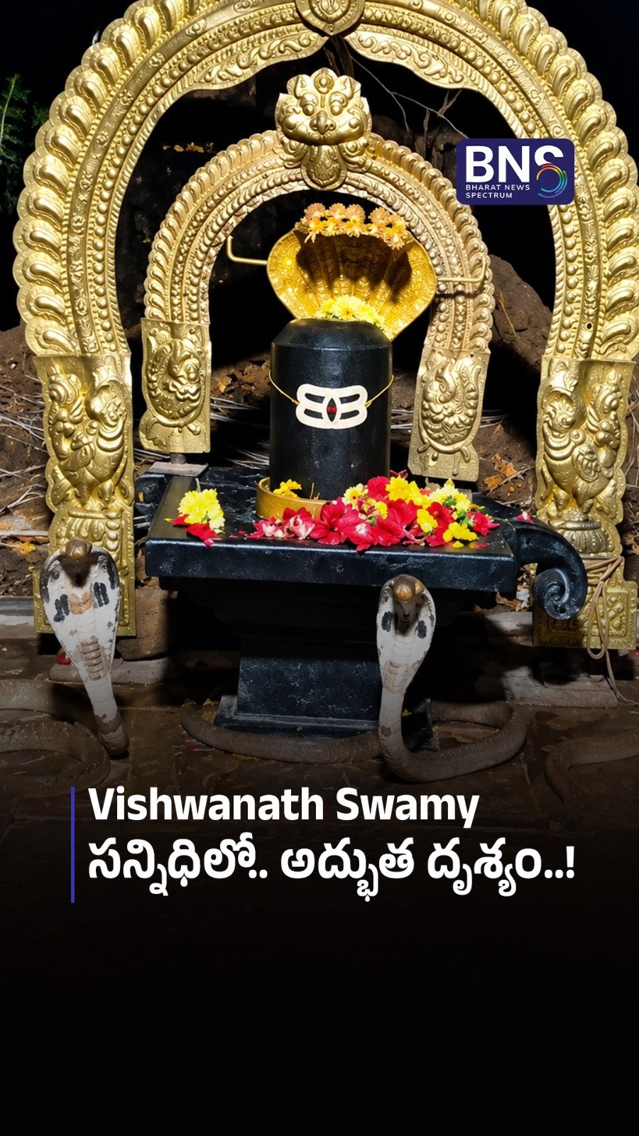 Three cobras seen before Shiva Lingam at Manubolu temple.