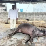 విద్యుత్ షాక్‌తో పాడి గేదె మృతి.. రైతుకు రూ.లక్ష నష్టం