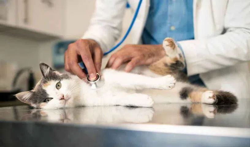 Scientists studying cancer cells from a cat tumor sample.