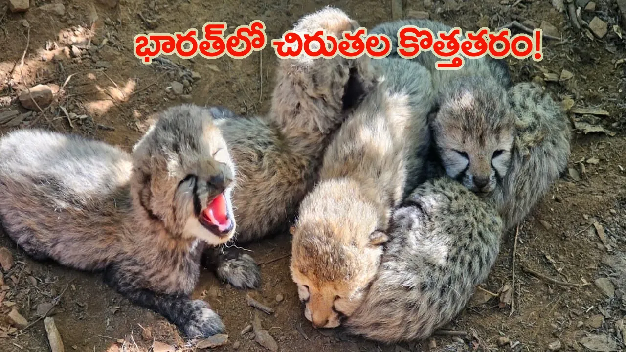 KJP21 with five newborn cheetah cubs at Kuno National Park.