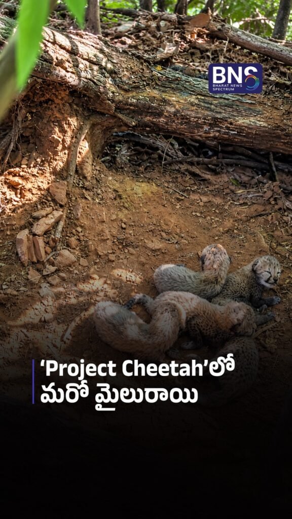 ‘Project Cheetah’లో మరో మైలురాయి | Kuno Parkలో 5 Cheetah Cubs.. దేశంలో 60కి చేరిన సంఖ్య