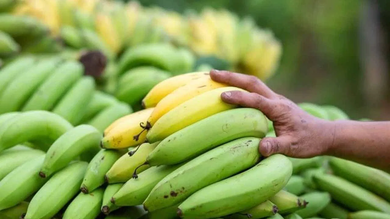 Raw Banana Benefits: 5 Health Benefits You Should Know