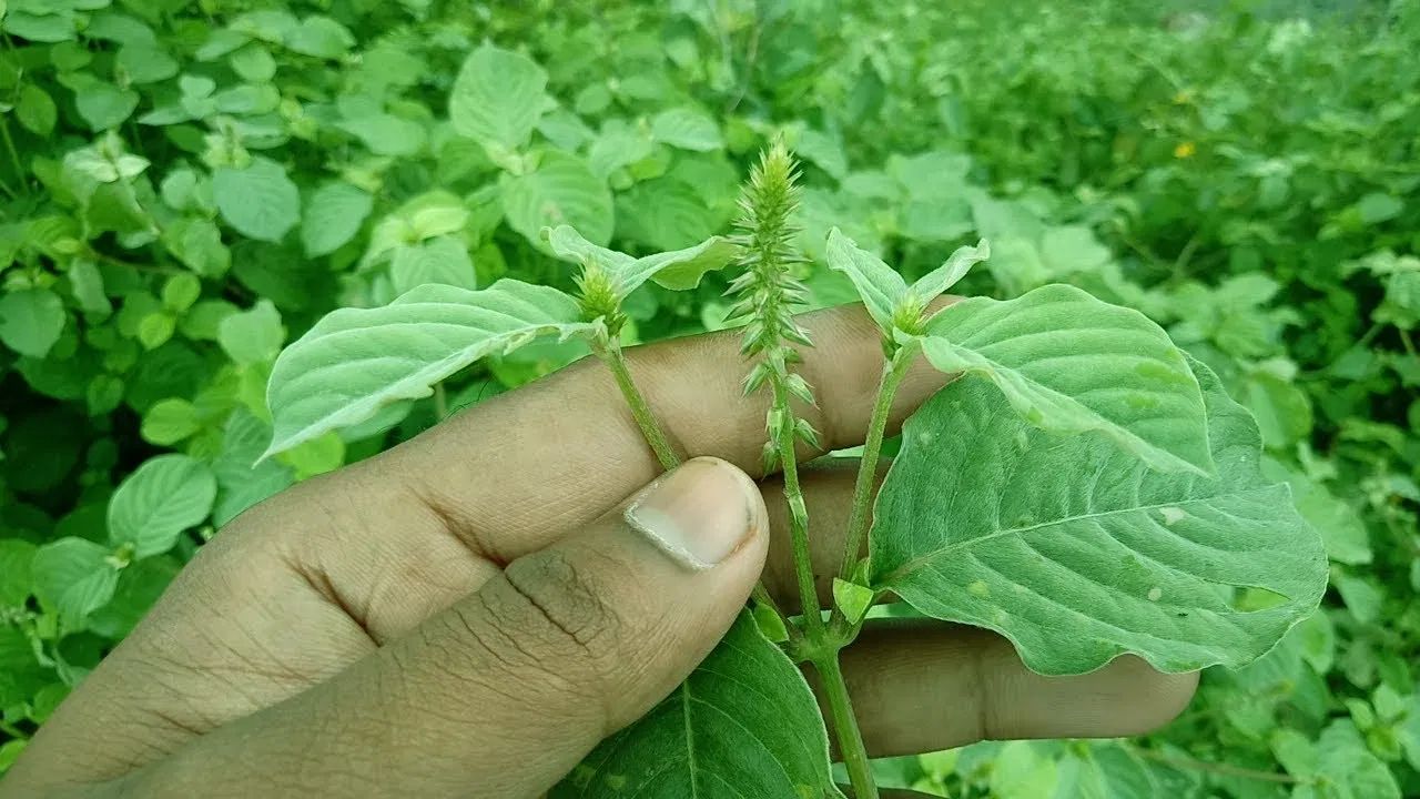 Uttareni leaves and plant used in traditional herbal practices